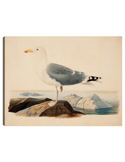 Foto 1 | Cuadro Decorativo - Gaviota Argéntea Europea (1839)- Ferdinand Von Wright - Religión - 28x36 - Impresión En L