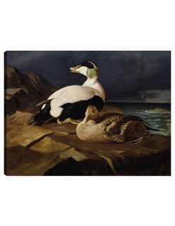 Foto 1 | Cuadro Decorativo - Par De Eiders Comunes Sobre Una Roca (1869)- Ferdinand Von Wright - Religión - 28x36 - Fine Art Tj