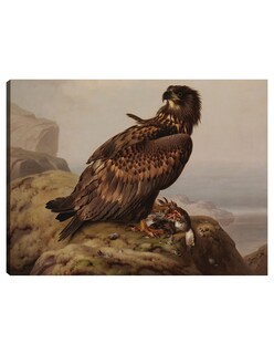 Foto 1 | Cuadro Decorativo - Águila De Cola Blanca Con Su Presa (1861)- Ferdinand Von Wright - Religión - 46x61 - Fine Art Tj