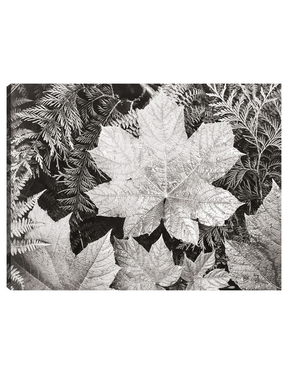 Foto 2 pulgar | Cuadro Decorativo - En El Parque Nacional Glacier, Cerca De Hojas- Ansel Adams - Religión - 28x36 - Fine Art Tj