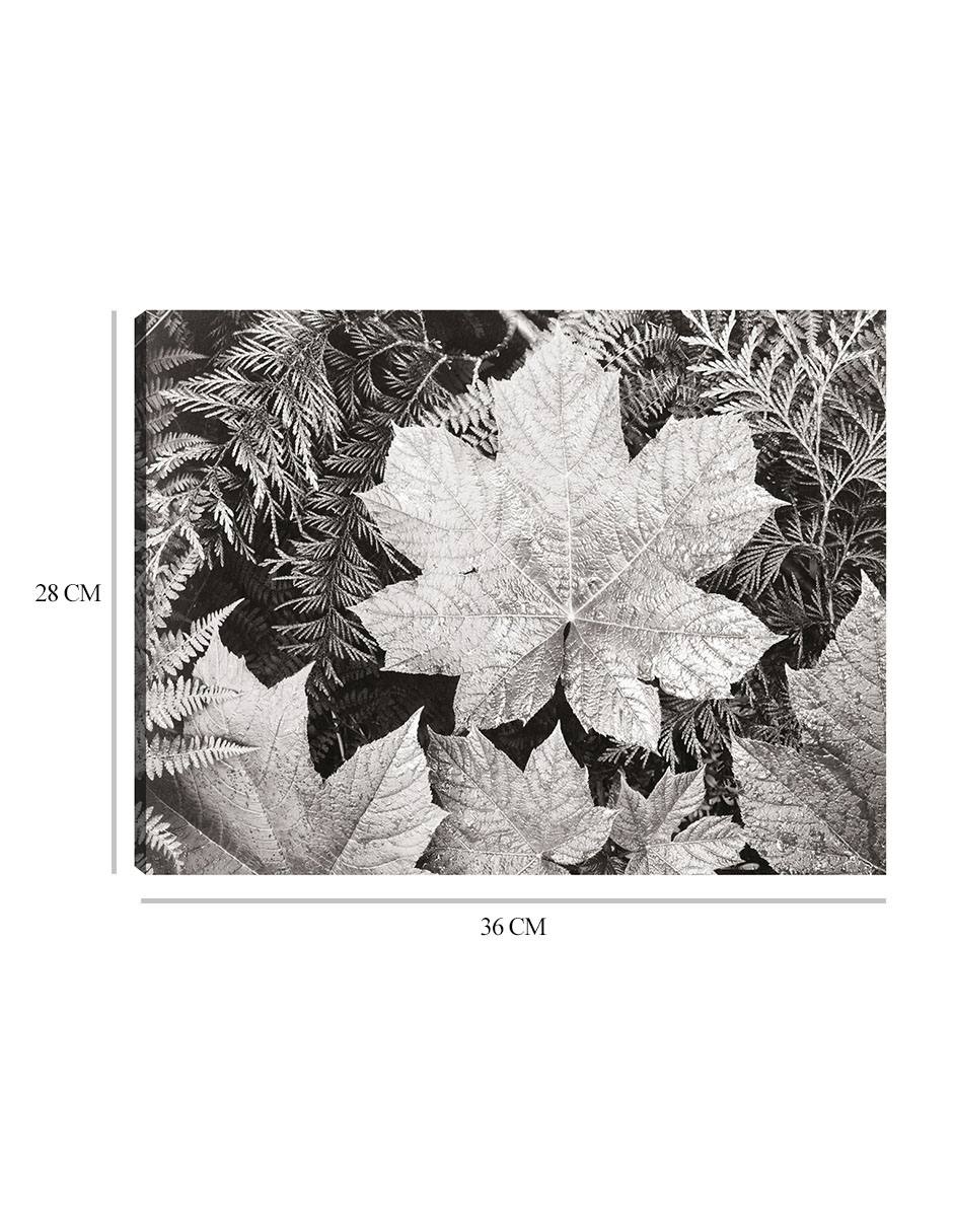 Foto 7 pulgar | Cuadro Decorativo - En El Parque Nacional Glacier, Cerca De Hojas- Ansel Adams - Religión - 28x36 - Fine Art Tj