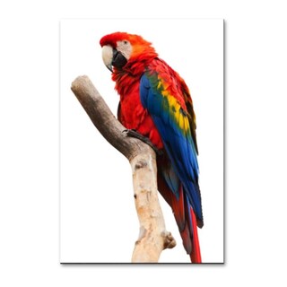 Foto 2 | Cuadro Decorativo Animales Guacamayo 143cm X 89cm Tela Brillante Marco Madera