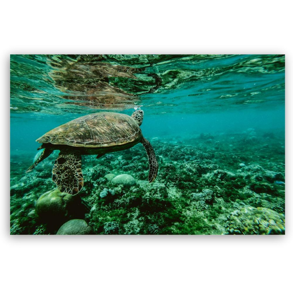 Foto 2 | Cuadro Decorativo Animales Tortugas 143cm X 89cm Tela Brillante Marco Madera
