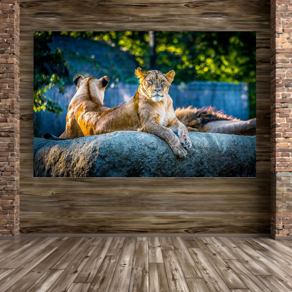 Cuadro Decorativo Animales Leones 143cm X 89cm Tela Brillante Marco Madera