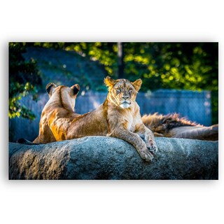 Foto 2 | Cuadro Decorativo Animales Leones 143cm X 89cm Tela Brillante Marco Madera
