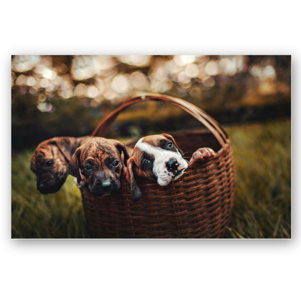 Foto 2 | Cuadro Decorativo Animales Perritos 143cm X 89cm Tela Brillante Marco Madera