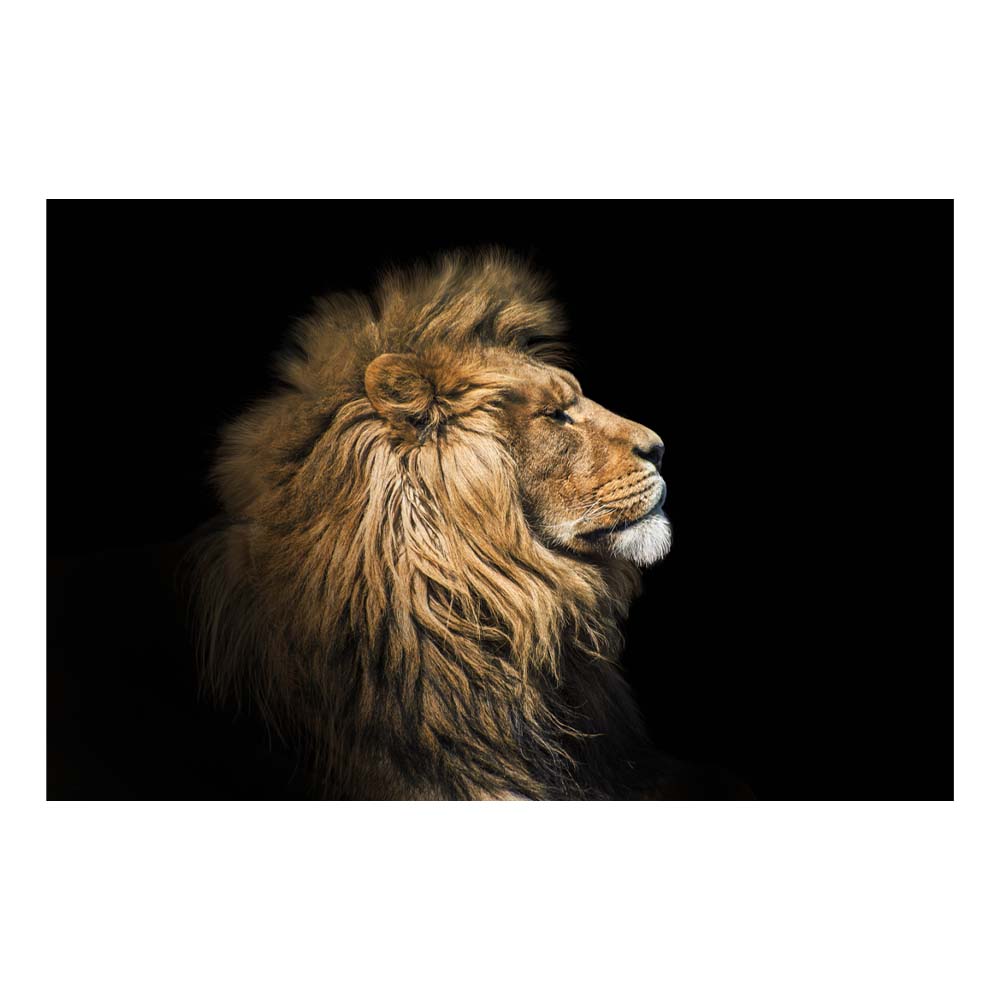 Cuadro Entelado The Lion 100x150 Cm Cuadros Cuadros