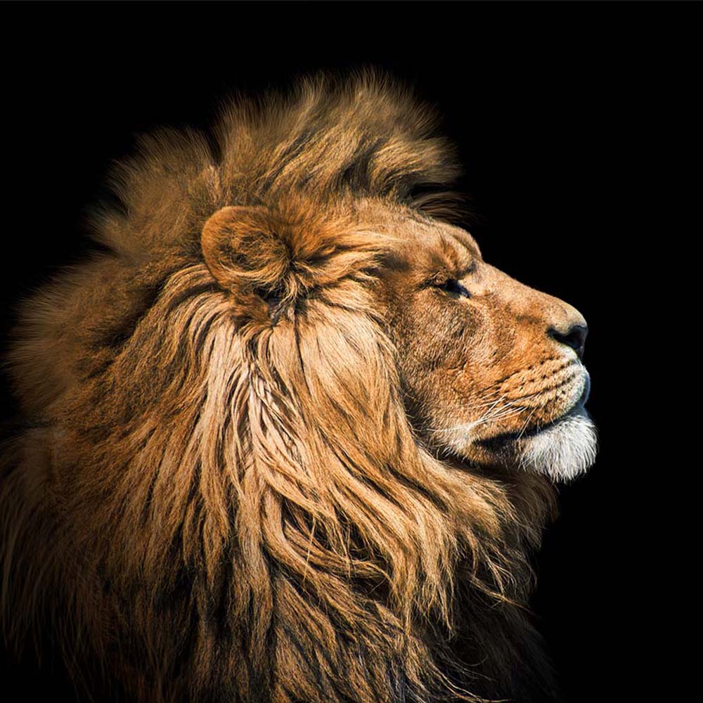 Foto 4 pulgar | Cuadro Entelado The Lion 100x150 Cm Cuadros Cuadros