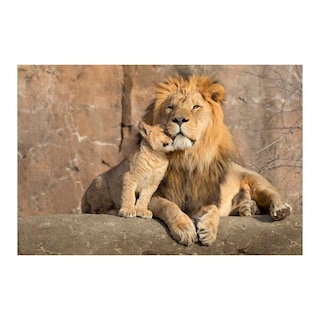 Foto 1 | Cuadro Entelado Lions 100x150 Cuadros Cuadros