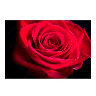 Foto 1 | Cuadro Entelado Rosa 100x150 Cm Cuadros Cuadros