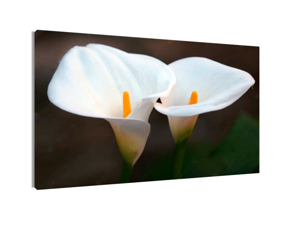Cuadro Decorativo Entelado Alcatraces 70x120cm Flores, Elegancia y Romanticismo en tu Espacio