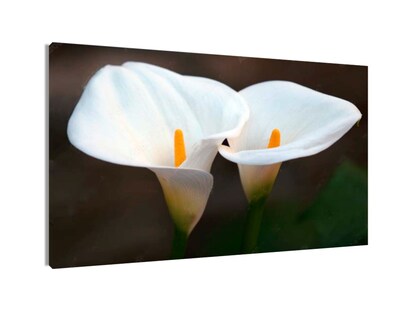 Foto 1 | Cuadro Decorativo Entelado Alcatraces 70x120cm Flores, Elegancia y Romanticismo en tu Espacio