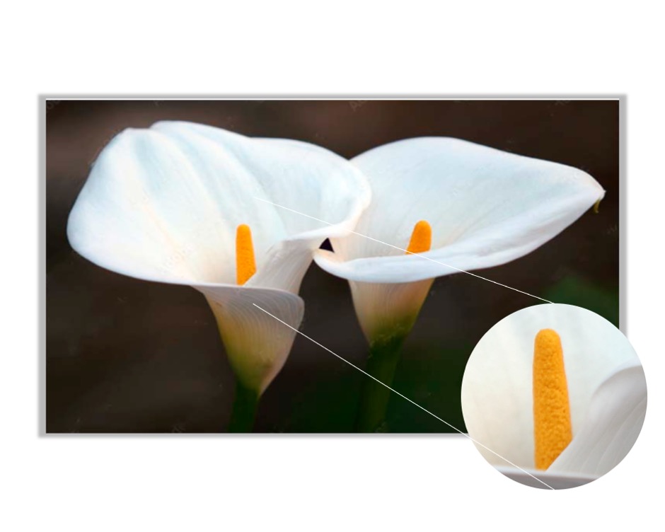 Foto 4 pulgar | Cuadro Decorativo Entelado Alcatraces 70x120cm Flores, Elegancia y Romanticismo en tu Espacio