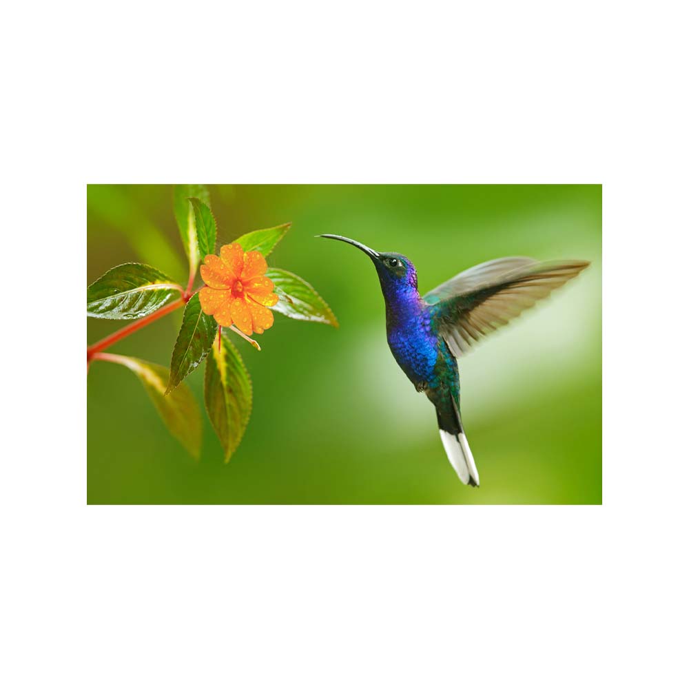 Cuadro Entelado Colibrí 70x120 Cuadros Cuadros Multicolor