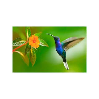 Foto 1 | Cuadro Entelado Colibrí 70x120 Cuadros Cuadros Multicolor