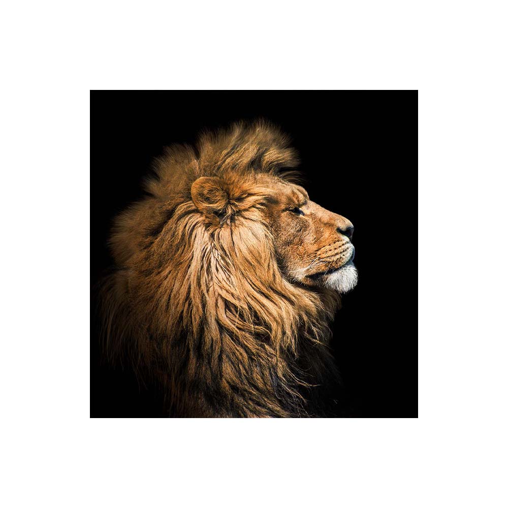 Cuadro Entelado The Lion 70cmx120cm