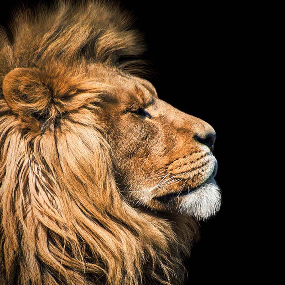 Foto 4 pulgar | Cuadro Entelado The Lion 70cmx120cm