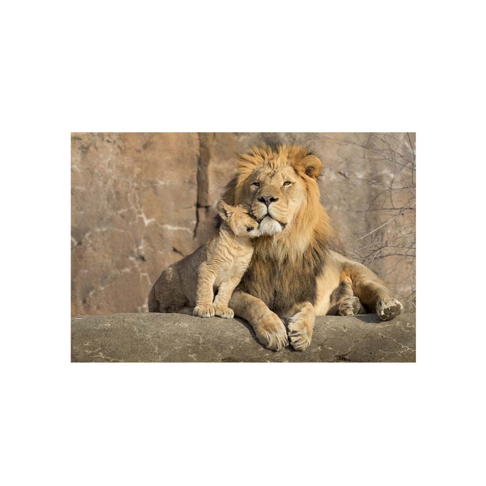 Cuadro Entelado Lions 70cmx120cm