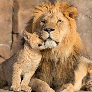 Foto 3 | Cuadro Entelado Lions 70cmx120cm