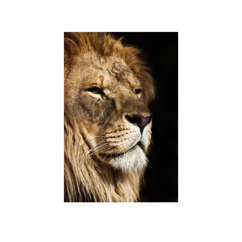 Foto 1 | Cuadro Decorativo Enteldo León King 70x120cm