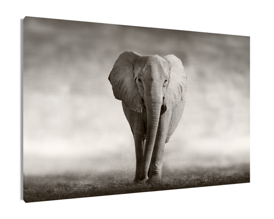Cuadro Decorativo Entelado 100X150 Elefante Majestuoso, Elegancia y Fuerza en tu Espacio