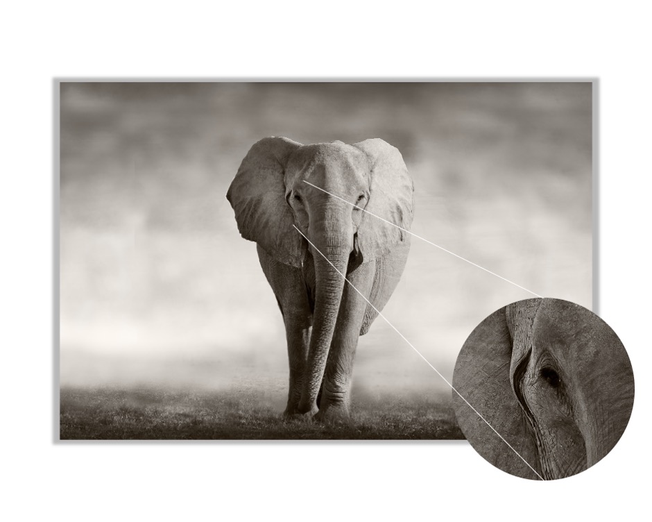 Foto 4 pulgar | Cuadro Decorativo Entelado 100X150 Elefante Majestuoso, Elegancia y Fuerza en tu Espacio
