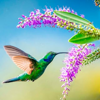 Foto 3 | Cuadro Entelado Colibrí 2 100x150 Cuadros Cuadros