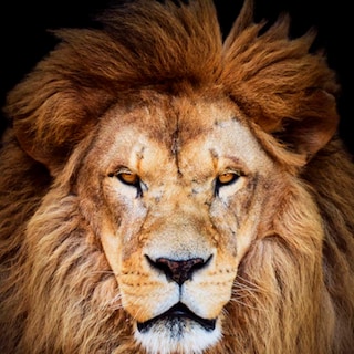 Foto 3 | Cuadro Entelado León 100x150
