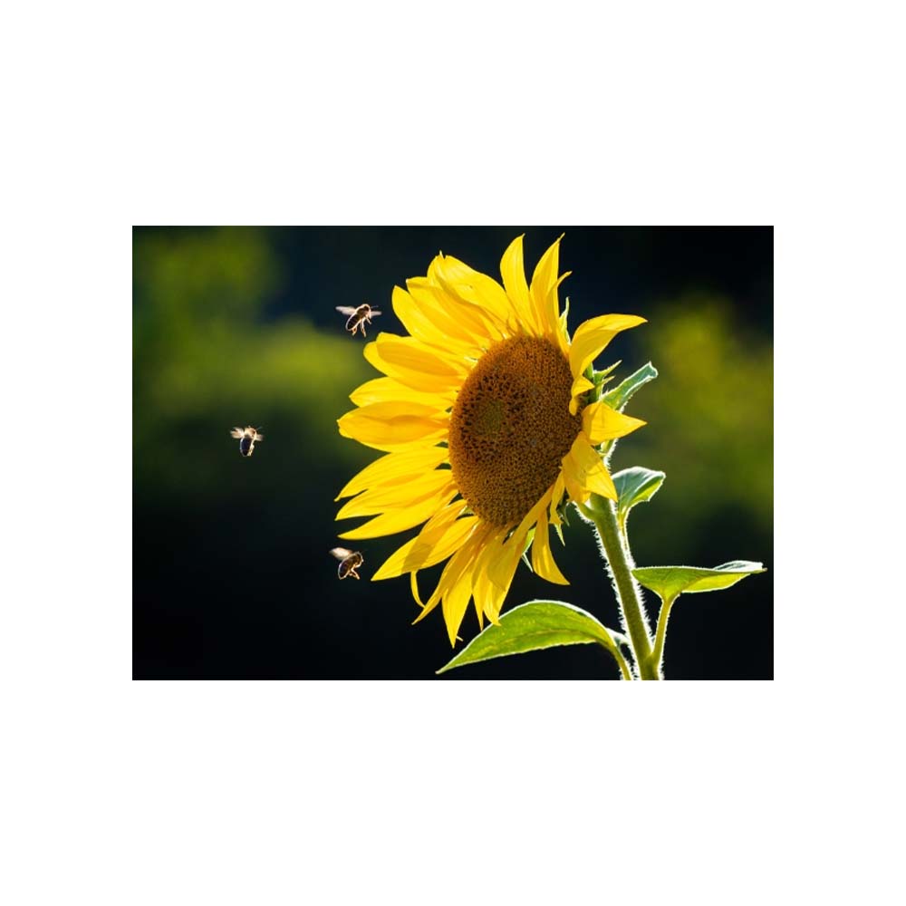Cuadro Entelado Girasol 70x120 Cm Cuadros Cuadros