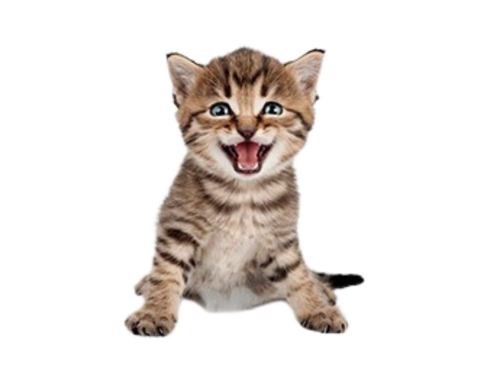 Sticker De Gato Para Pared $157