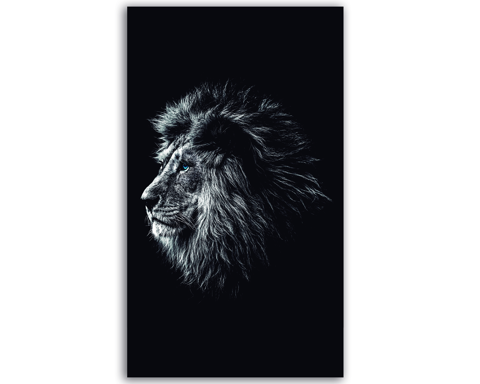 Cuadro Decorativo Entelado León en Blanco y Negro con Ojos Azules 70x120 cm