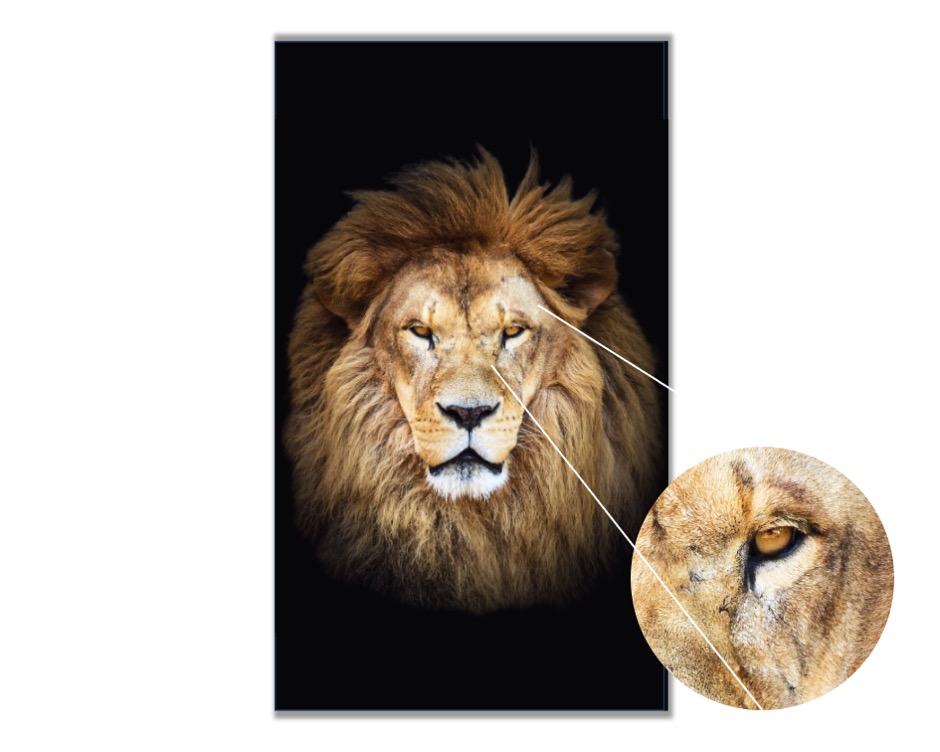 Foto 4 | Retrato de un León Africano Cuadro Entelado 70x120 cm