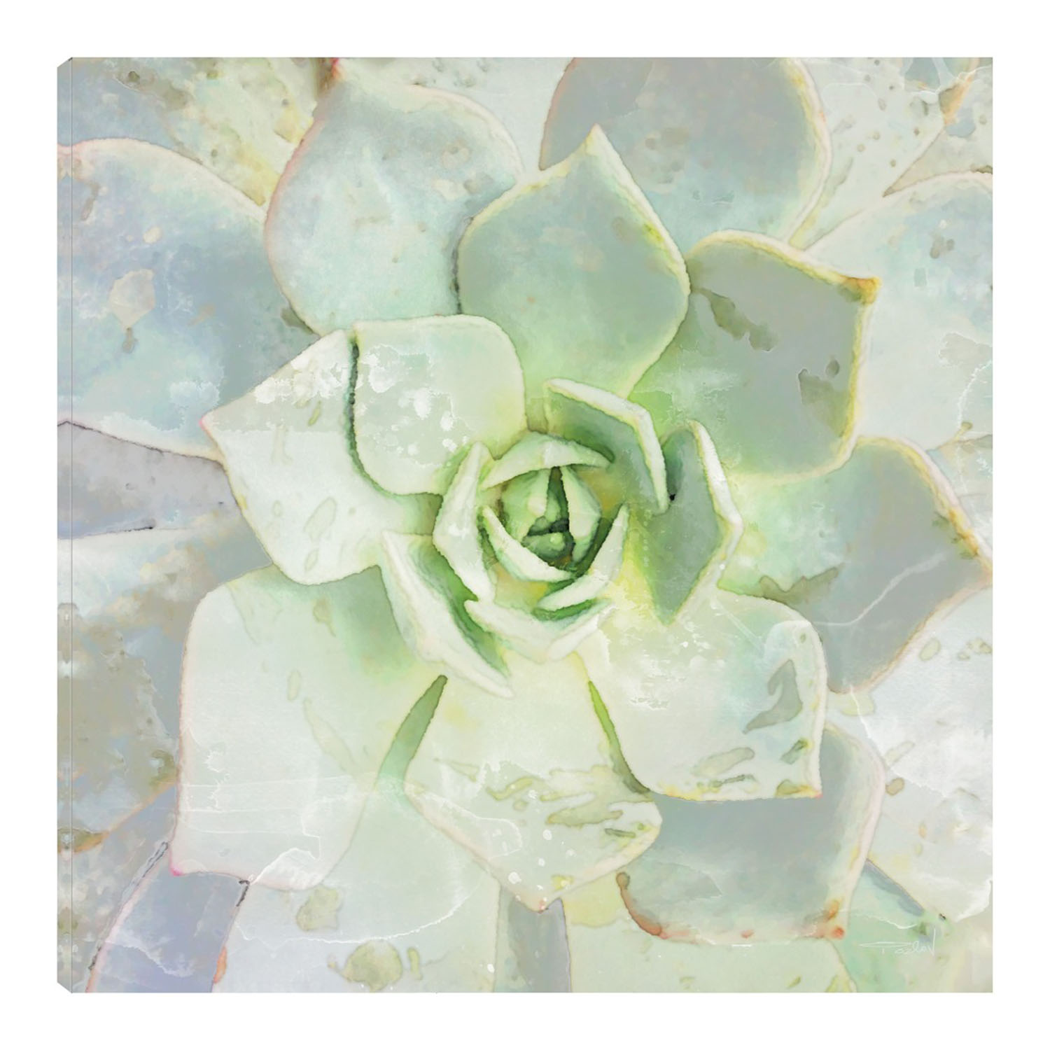 Foto 1 | Cuadro Decorativo Fine Art TJ 'Belleza de las Suculentas' de Irene Orlove 56 x 56 cm