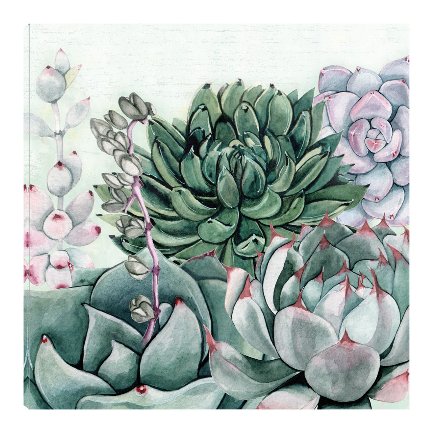 Cuadro Decorativo Fine Art Tj Jardín de Suculentas Ii Susan Jill Arte Moderno Impresión en Lienzo