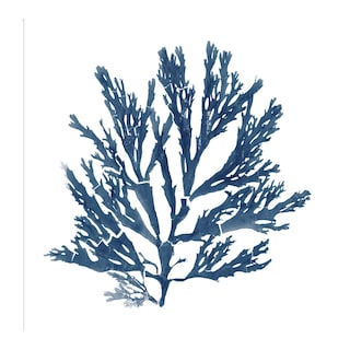 Foto 1 | Cuadro Decorativo - Musgos Del Mar Del Pacífico Azul I - Wild Apple Portfolio - Arte Floral - Impresión En Lien