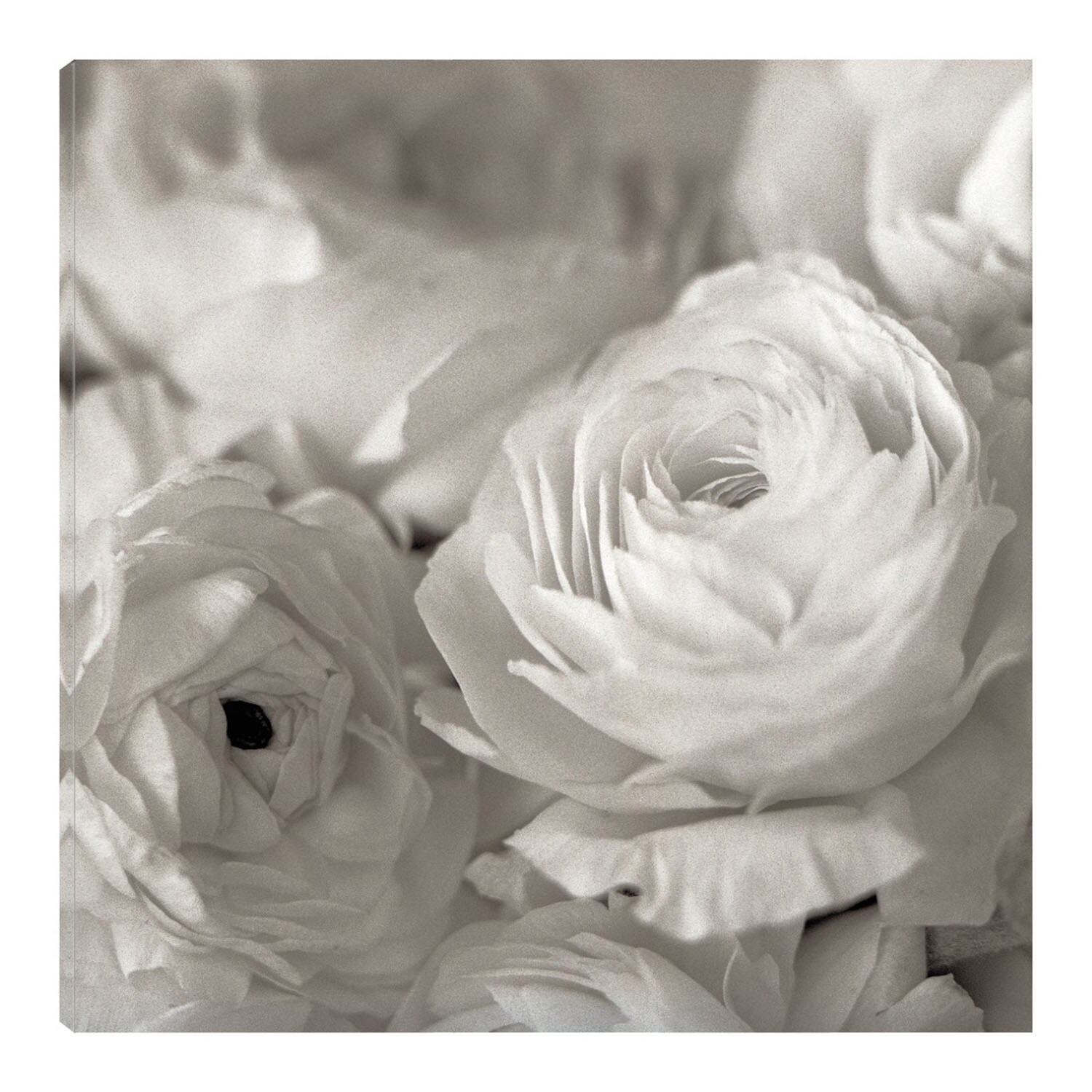 Cuadro Decorativo Fine Art TJ 'Florison #47' de Alan Blaustein 82 x82 cm $2,112