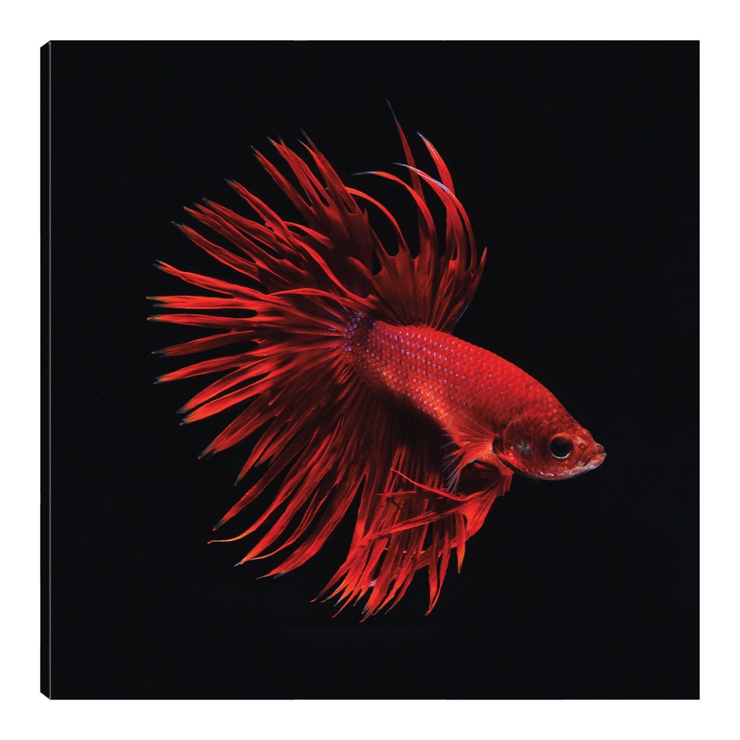 Cuadro Decorativo Fine Art Tj Pescado Beta Rojo Incado Arte Animales Impresión en Lienzo