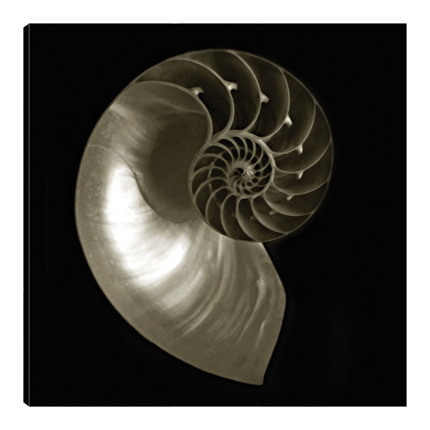 Foto 1 | Cuadro Decorativo Fine Art Tj Nautilo Sobre Negro Ilona Wellmann