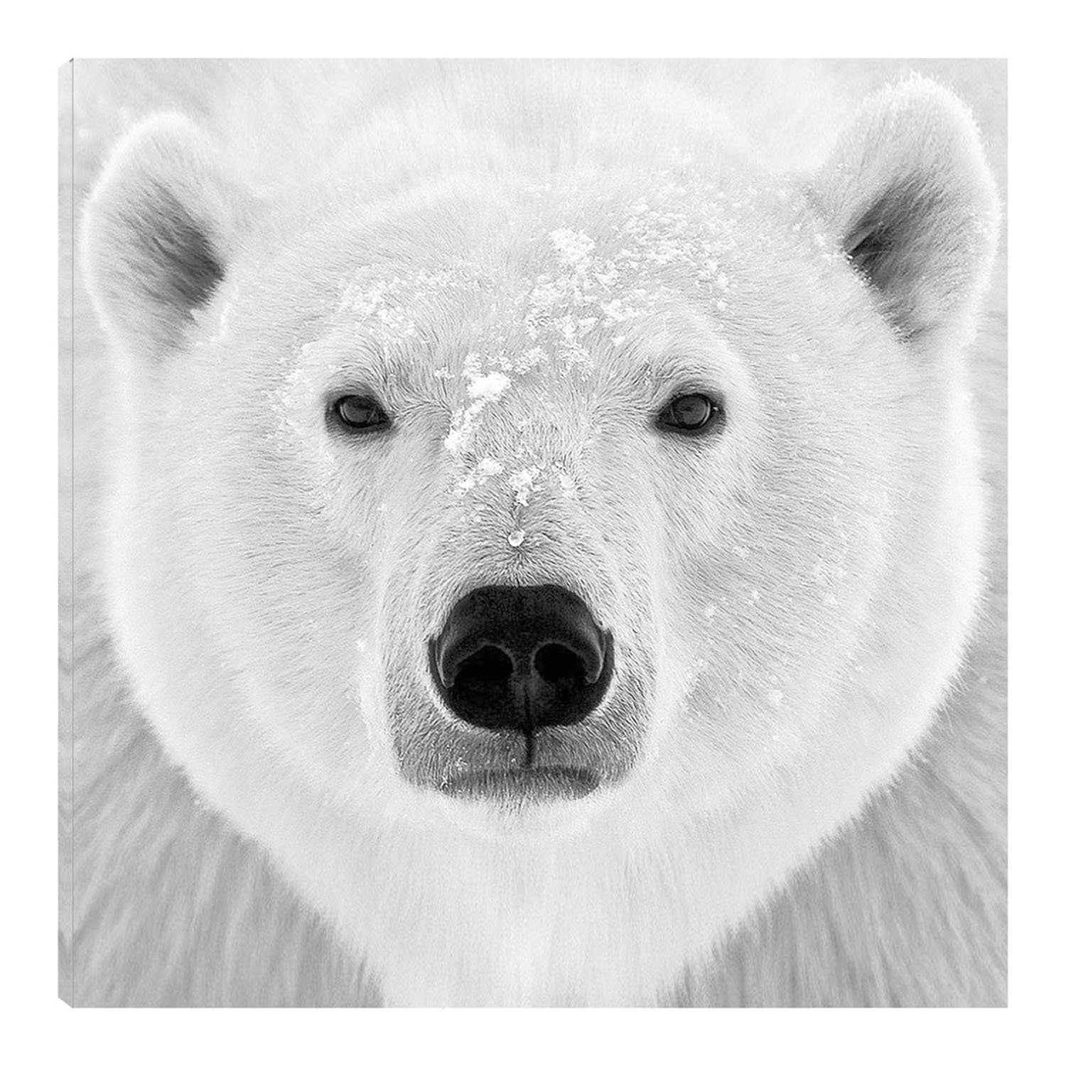 Cuadro Decorativo Fine Art Tj Oso Polar Photoinc Studio Arte Animales Impresión en Lienzo