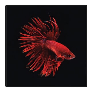 Foto 1 | Cuadro Decorativo Fine Art Tj Pescado Beta Rojo Incado Arte Animales Impresión en Lienzo