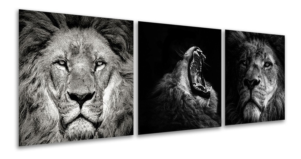 Set De 3 Cuadros Decorativos Modernos Leones Blanco Y Negro