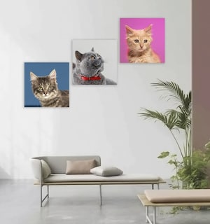Foto 5 | Set 3 Cuadros Decorativos Canvas Veterinario, Perros Y Gatos