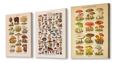 Foto 2 | Set Cuadros Hongos Mushroom Vintage Tipos En Canvas Grueso