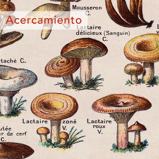Foto 3 | Set Cuadros Hongos Mushroom Vintage Tipos En Canvas Grueso