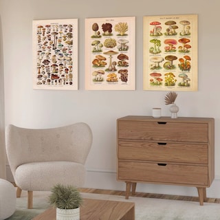 Foto 4 | Set Cuadros Hongos Mushroom Vintage Tipos En Canvas Grueso