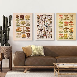 Foto 5 | Set Cuadros Hongos Mushroom Vintage Tipos En Canvas Grueso