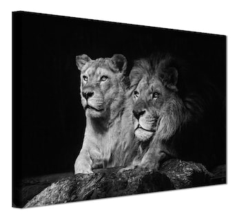 Foto 1 | Cuadro Decorativo Canvas Leones, Moderno Para Recamara, Sala