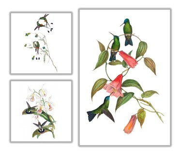 Foto 1 | Cuadros Colibríes Moderno Elegante Para Sala Cocina Set 3pz