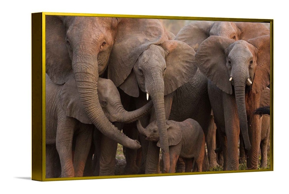 Foto 5 | Cuadros Elefantes Modernos Coloridos En Canvas Ecológicos Color Elefante 3 Armazón Bastidor