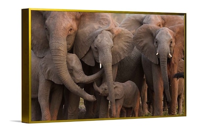 Foto 5 | Cuadros Elefantes Modernos Coloridos En Canvas Ecológicos Color Elefante 3 Armazón Bastidor
